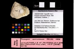 Foto (Objekt + Etikett) von Prosopon verrucosum (Reuss, 1858)  (NHMW-GEO-1990-0041-2520)